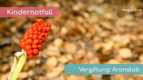 Vergiftung durch Beeren des Aronstabes